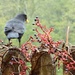 Blackbird by gabis