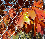 23rd Oct 2014 - Leaves in Fence