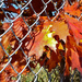 Leaves in Fence by houser934