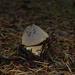 Mushroom by byrdlip