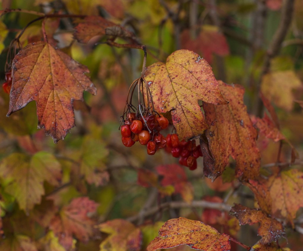 Fall berries by loweygrace