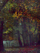 11th Nov 2014 - Beech trees.....