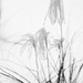More Grasses by tosee