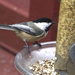 Chickadee at Feeder by houser934