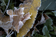 3rd Nov 2014 - First Frost on dropped leaves