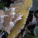 First Frost on dropped leaves by houser934