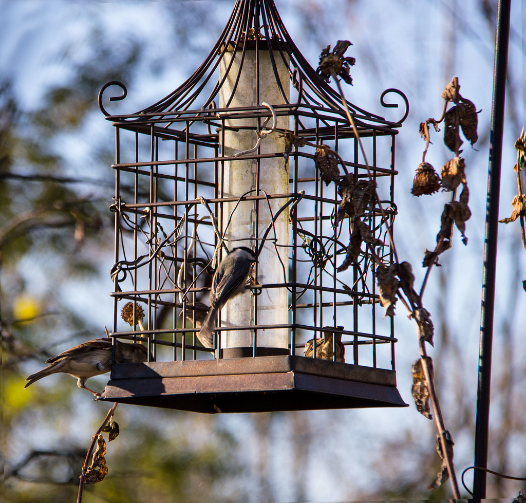 The bird feeder needs filled...again by randystreat