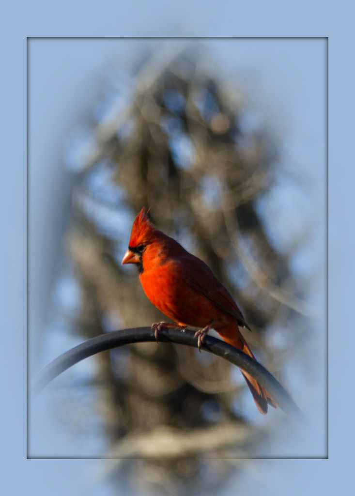 The Cardinal by randystreat
