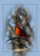11th Nov 2014 - The Cardinal