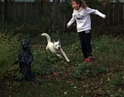 10th Nov 2014 - Chloe and Snow Pea running in my yard.