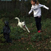 Chloe and Snow Pea running in my yard. by hellie