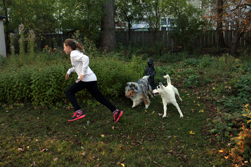 Chloe, Snow Pea and Bonnie Blue running in my yard. by hellie