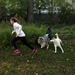 Chloe, Snow Pea and Bonnie Blue running in my yard. by hellie