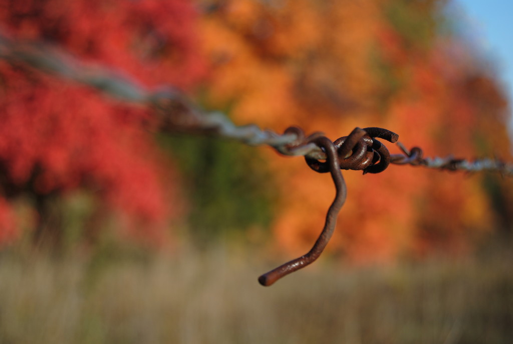 Autumn Rust by genealogygenie