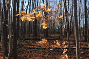 5th Nov 2014 - Last leaves in the forest.