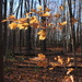Last leaves in the forest. by hellie