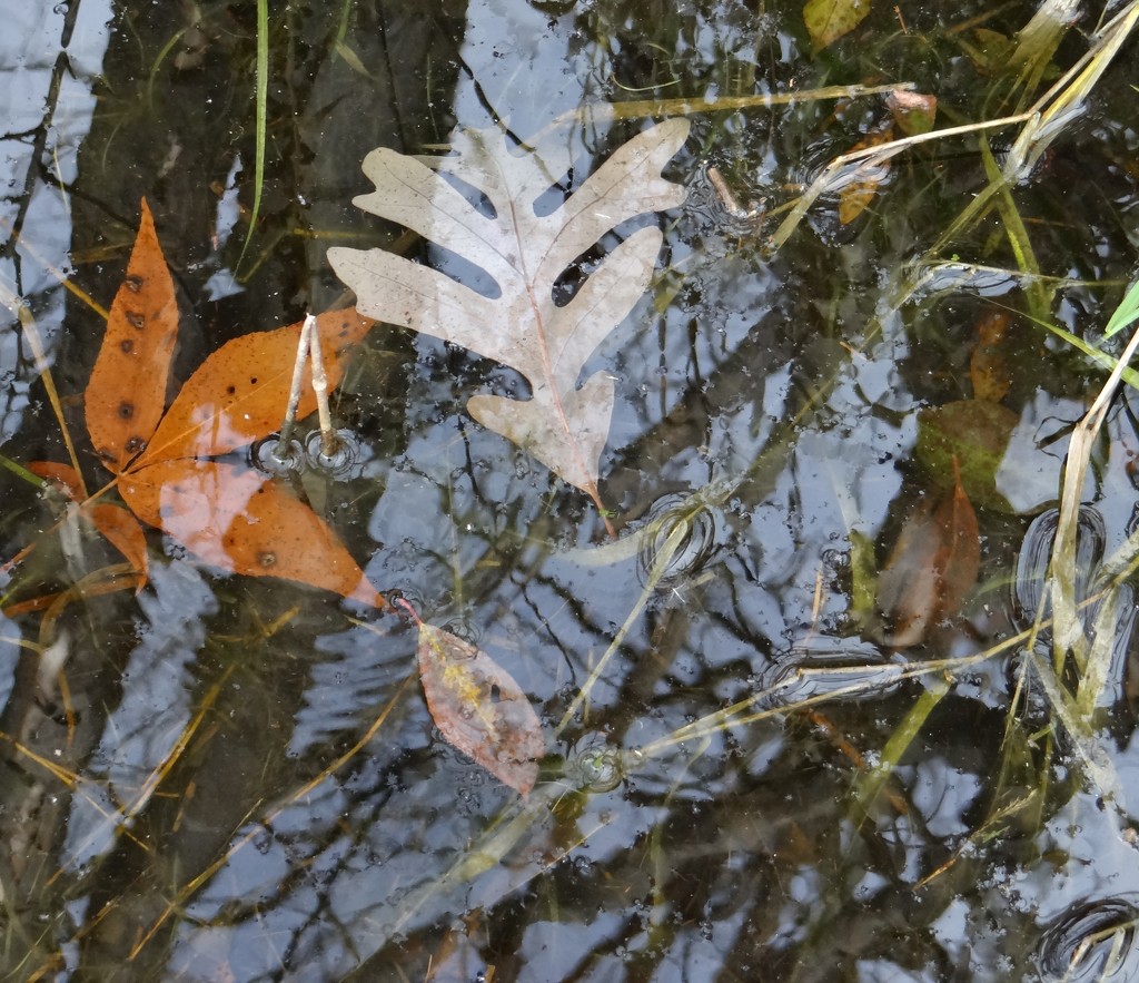 Leaves in the Water by annepann
