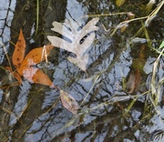 12th Nov 2014 - Leaves in the Water