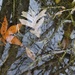 Leaves in the Water by annepann
