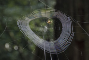 12th Nov 2014 - Squamish spider