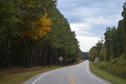 12th Nov 2014 - Country road, Dorchester County, SC, with gold hickory in the woods
