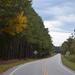 Country road, Dorchester County, SC, with gold hickory in the woods by congaree