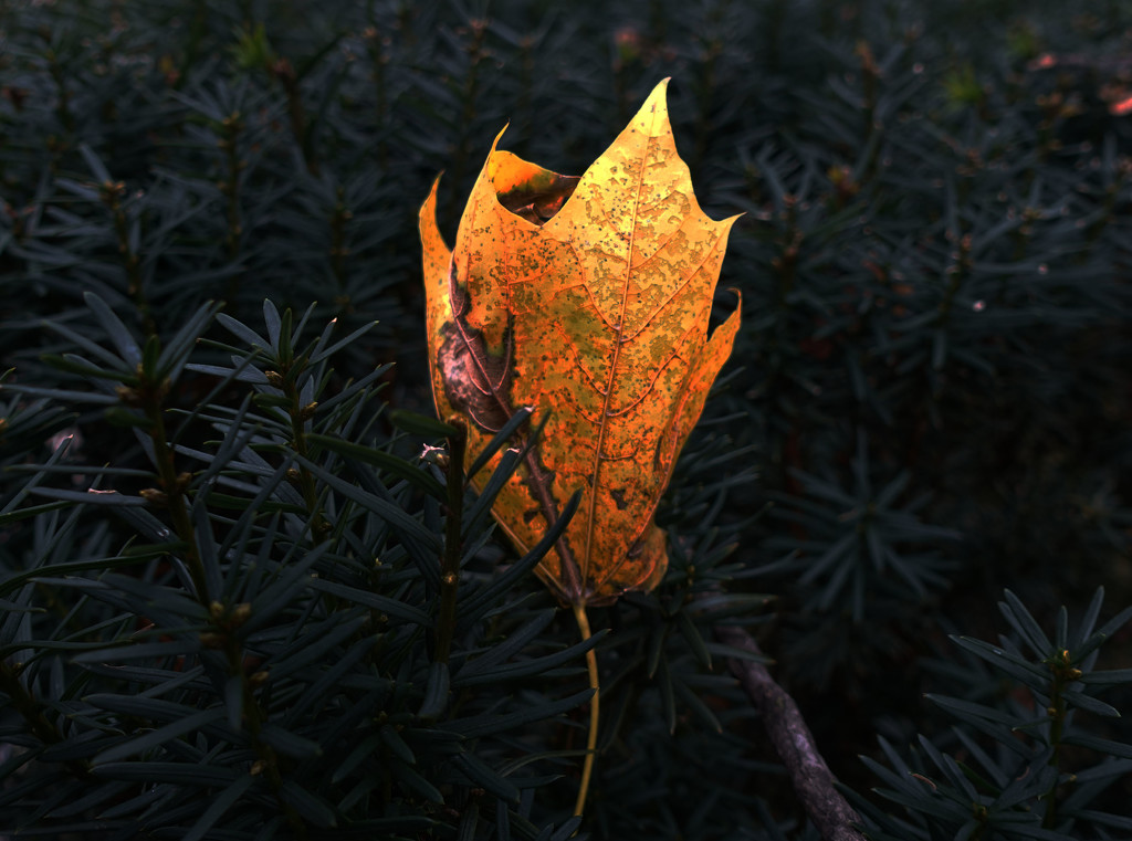 Leaf  by rminer