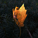 Leaf  by rminer