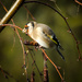 Goldfinch - 12-11 by barrowlane