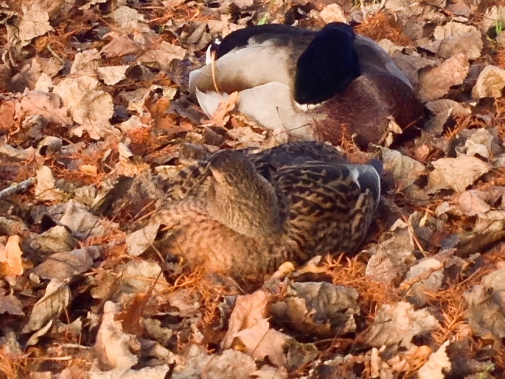 Sleeping ducks by bilbaroo