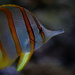 Little Fishie by kerristephens