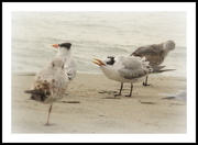 1st Nov 2014 - Beach Birds