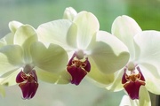 12th Nov 2014 - Mom's orchids