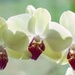 Mom's orchids by loweygrace