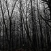 A Walk In The Woods? by digitalrn