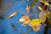 13th Nov 2014 - Leaf pattern, Four Holes Swamp, Dorchester County, SC