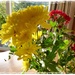 flowers in sunshine by quietpurplehaze