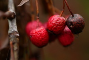13th Nov 2014 - Red Berries