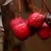 Red Berries by newbank