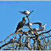 Cormorant And Gulls by carolmw
