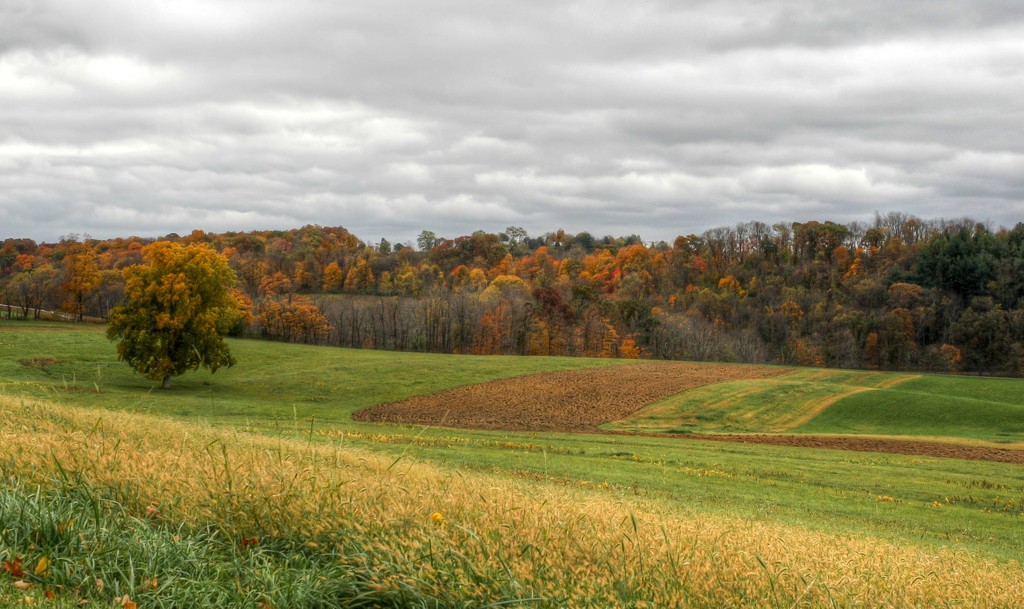 Fall foilage by mittens