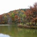 Foliage by the lake by mittens