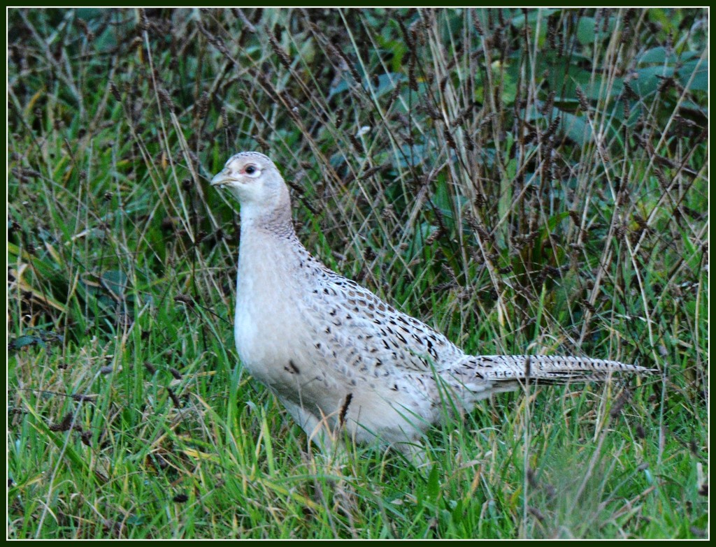 Another Wood Lane pheasant by rosiekind