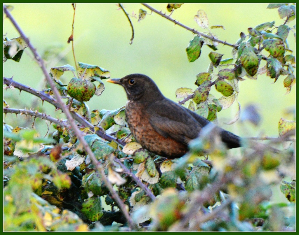 Shy blackbird by rosiekind