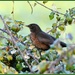 Shy blackbird by rosiekind