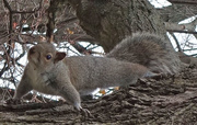 13th Nov 2014 - Squirrel 