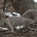 Squirrel  by rminer