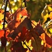 More Fall Leaves by judyc57