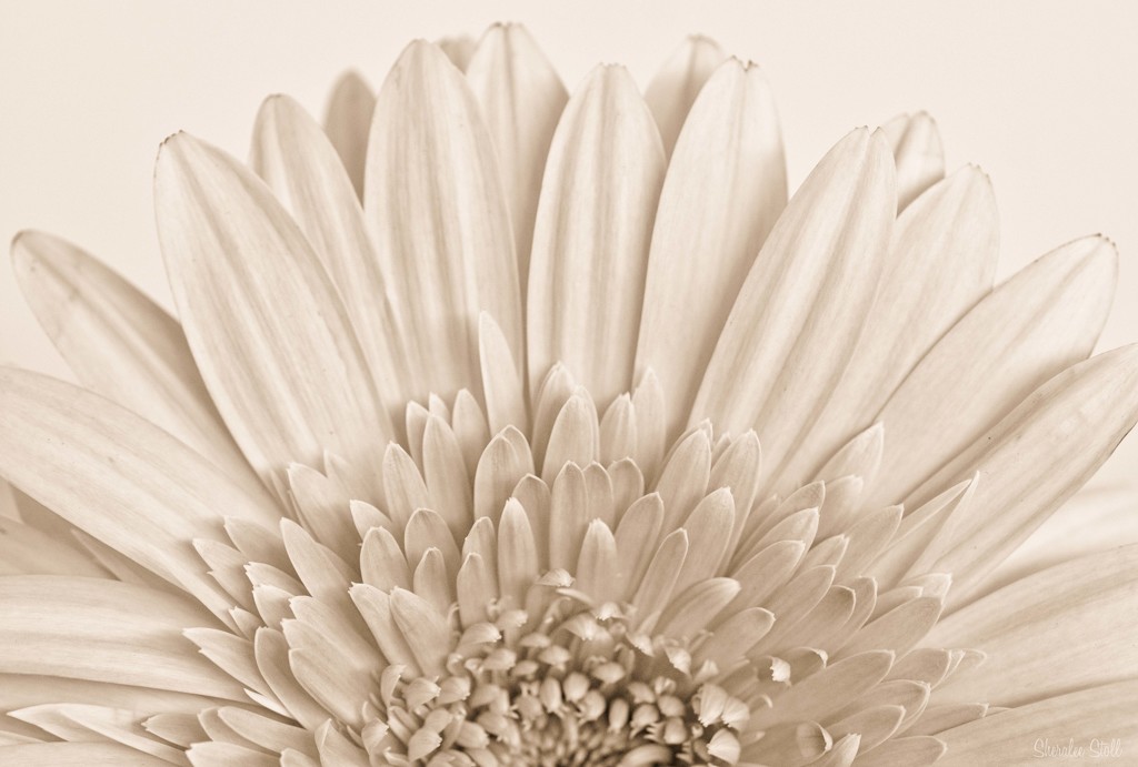 Chrysanthemum Fan by bella_ss