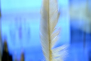 13th Nov 2014 - Feather in Blue